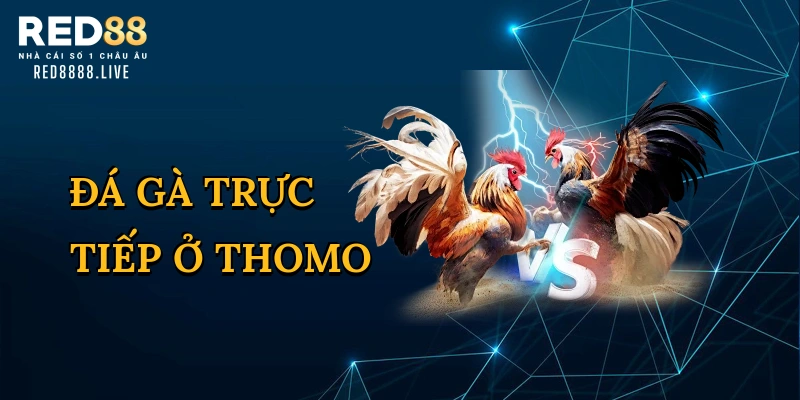 Đá gà trực tiếp ở Thomo