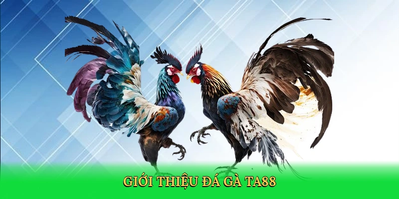 gioi-thieu-da-ga-ta88-2