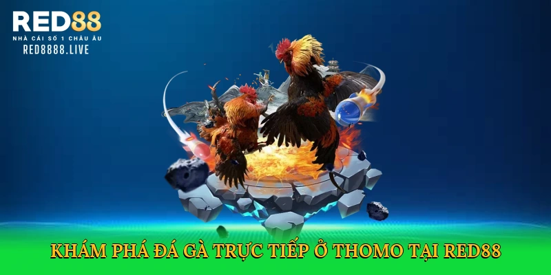 Đá Gà Trực Tiếp Ở Thomo – Cá Cược Kịch Tính Tại Red88