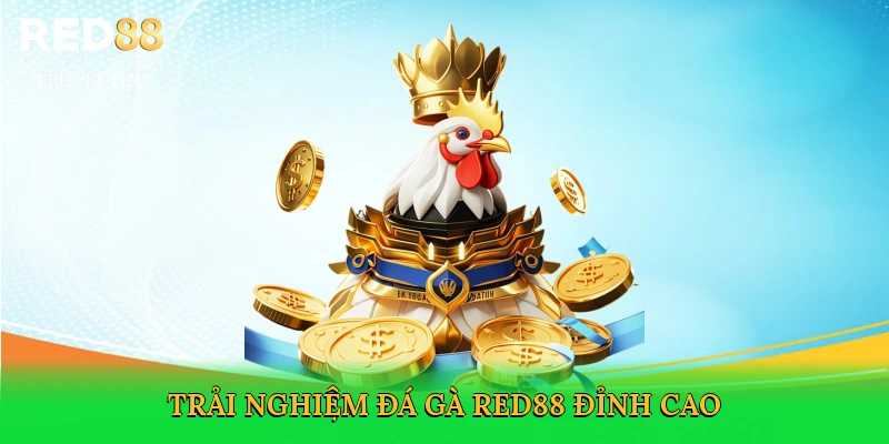 Đá Gà Trực Tiếp Ở Thomo – Cá Cược Kịch Tính Tại Red88