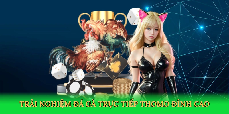 Đá Gà Trực Tiếp Thomo &#8211; Săn Thưởng Cùng K8CC
