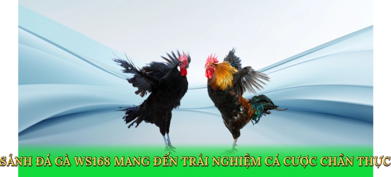 Sảnh Đá Gà WS168 – Bí Kíp Chinh Phục Cá Cược Đỉnh Cao Go789!