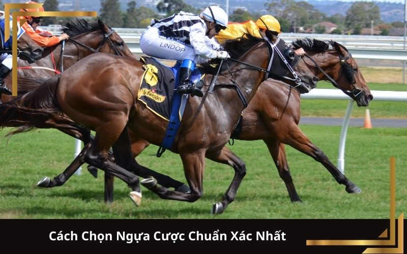 Cách Chọn Ngựa Cược Chuẩn Xác Nhất